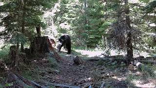 Meidase S3 Pro Trail Camera  Another bear comes into camera view [upl. by Hagep]