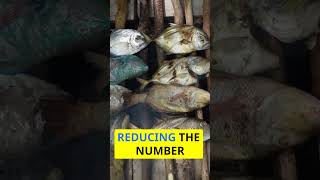 🎃 Overfishing Crisis Examining the Forces Behind Unsustainable Fishing Practices 🎃 [upl. by Servais303]