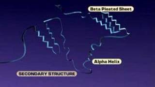 Protein Structure [upl. by Nanahs467]