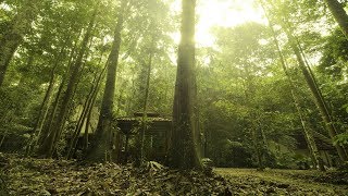 Traditional Malay Music  Malay Jungle [upl. by Windsor]