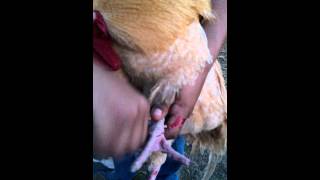 Removing spurs from a rooster easy spur removal [upl. by Streetman]