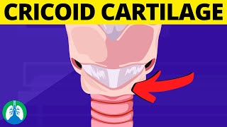 Cricoid Cartilage Medical Definition  Quick Explainer Video [upl. by Eluj242]