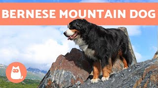 BERNESE MOUNTAIN DOG  Characteristics and Care [upl. by Oshinski]