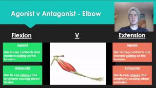 Anatomy 7  Agonist V Antagonist muscle pairs [upl. by Marijane]