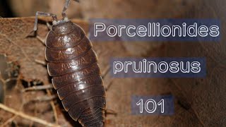 How to care for Porcellionides pruinosus [upl. by Nahsed]