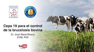 Cepa 19 para el control de la brucelosis bovina [upl. by Warden]