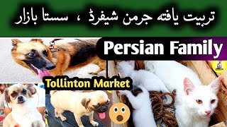 Tollinton Market Lahore  German Shephered Dog  Puppies  Persian Cats at Sunday Bazar [upl. by Strander]