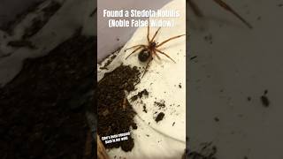 Found a Stedota Nobilis in my backyard stedotafamily falsewidow [upl. by Nevai920]