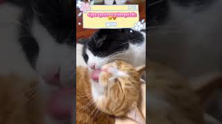 Kucing oyen 😘 cat catlover kucing kucinglucu oyenbarbar kucingoyen oyenlucu cute sioyen [upl. by Gene530]