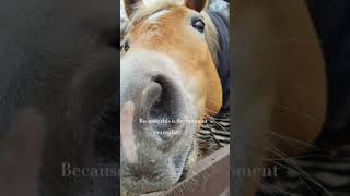 viral broken brokenheart horse sad edit [upl. by Boswall]