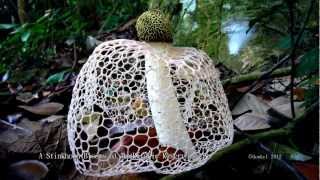 Stinkhorn blooms in Nature Reserve [upl. by Rise]