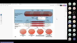 Excitationcontraction coupling By Dr Ahmed alssinnari [upl. by Ecnedurp]