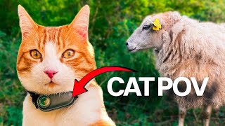 Cat And Sheep  Calming Cat POV [upl. by Yztim]