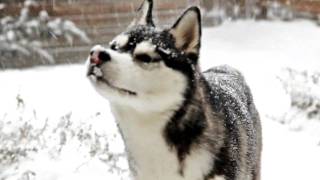 Siberian Husky dog playing in the Snow [upl. by Ingar]