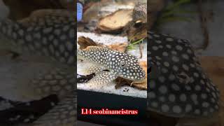 top5 pleco L14 scobinancistrus wildlife music pecestropicales fish acuariofilia tv musica [upl. by Kos]