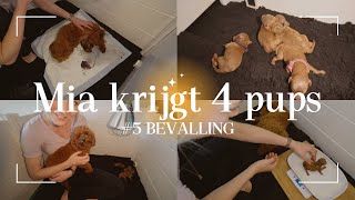 Toy poodle Harvey doing things  RIRI VLOG 15 [upl. by Ignatz]