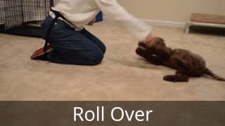 Chip 16WeekOld Lagotto Romagnolo Puppy Obedience Training [upl. by Allemap]