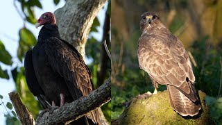 Buzzard v Turkey Vulture  Discover Wildlife  Robert E Fuller [upl. by Fritts]