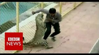 Leopard on the loose injures six while prowling around school in India  BBC News [upl. by Eahsat20]