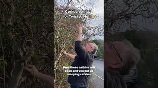 Corylus avellana Contorta twisted Hazel corkscrew Hazel [upl. by Christabel954]