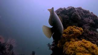 Puerto Vallarta Scuba Diving Summer 2024 part 3 [upl. by Lerat]