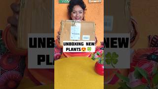 UNBOXING New Foliage Plants  Indoor plants SHOPPING gardening plants ideas indoorplants [upl. by Etsyrk]