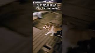 Dogs running crazy before sleep 잠자기전에 미친듯이 뛰어놀자 개 뛰어 허스키 캐나다 알버타 dog dogrunning Canada [upl. by Okomot99]