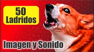 50 PERROS LADRANDO FUERTE para MOLESTAR A PERROS Y GATOS el mejor Sonido 📢 🐾 [upl. by Adikam472]