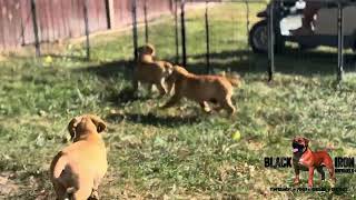 Black Iron Boerboel puppies [upl. by Lellih]