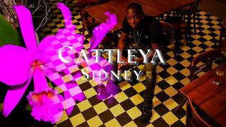 Sidney  Cattleya Official Audio [upl. by Gerbold109]