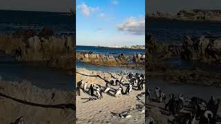 AtomikMedia You need to see Stony Point Penguin Colony in the Western Cape of South Africa [upl. by Bettina]