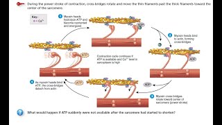 contraction and relaxation of skeletal muscle fibers  Sliding filament mechanism [upl. by Aible]