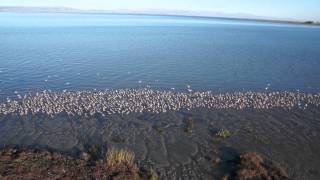 Seabirds of Foster City CA viewed from above [upl. by Nosnarb107]