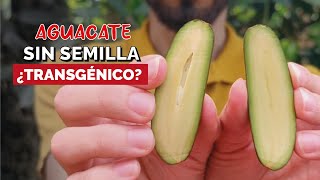 ¿Aguacates MODIFICADOS 🤯 No tienen SEMILLA 2024 🌱🤔 [upl. by Blackman]