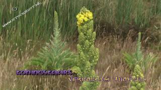 Koningskaars  Verbascum thapsus  Common Mullein [upl. by Huberty]