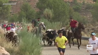 Encierros en Liétor para despedir las fiestas  Ancha es CastillaLa Mancha [upl. by Yelbmik]