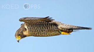 Heres Why Peregrine Falcons Are the Top Guns of the Sky  Deep Look [upl. by Wehhtam435]