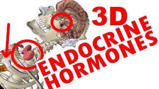 Endocrine System  Thyroid amp Pituitary Glands amp Hormones [upl. by Wildee564]