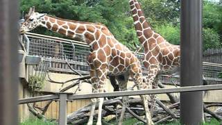 giraffes mating at the zoo [upl. by Omora324]