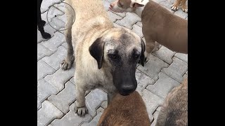 Neglected Stray Kangal Dog Loses The Will To Live [upl. by Mollee]