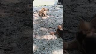 Labradoodles puppy play time [upl. by Shimkus]