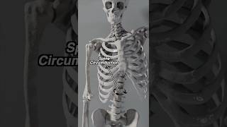 Spine Gyration  Circumduction in Motion anatomy spine [upl. by Veneaux294]