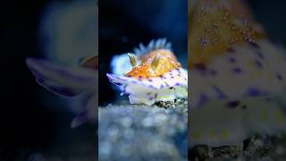 nudibranch macro macrovideo scubadiving nusapenida diving bali ocean nature indonesia [upl. by Jahncke]