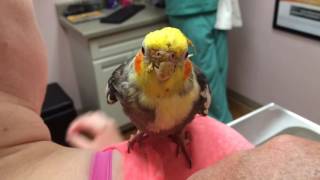 Previously Injured Cockatiel Needs Beak Trimming And Nose Picking [upl. by Mord]