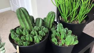 Tips For Care of Euphorbias And Update Of My Euphorbia Collection February 2018 [upl. by Yrrat]