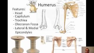 Upper Limb Video [upl. by Earazed]