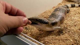 Western Bluetongue  Tiliqua Occipitalis hand feeding [upl. by Mich326]