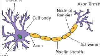 Types of Neuron [upl. by Robbins]