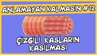 Anlamayan Kalmasın 12 Çizgili Kasların Kasılması [upl. by Blanka]