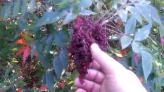 Wild Edibles 10 Sumac [upl. by Bordie]